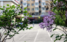開滿丁香花的校園