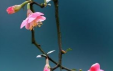 等待花開 靜待花開的勵志語句