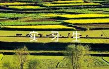 關(guān)于實(shí)習(xí)生鑒定評(píng)語【五篇】