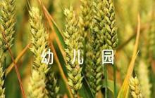 幼兒園燃?xì)獍踩珣?yīng)急預(yù)案集合7篇