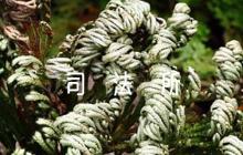 司法所疫情防控工作應(yīng)急預(yù)案八篇