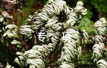特種設(shè)備應(yīng)急預(yù)案專項(xiàng)范文(通用6篇)