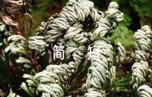 對(duì)發(fā)展對(duì)象的簡(jiǎn)短評(píng)語(yǔ)范文(精選6篇)