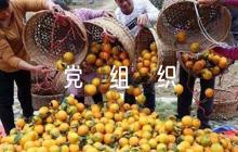 黨組織對黨員鑒定評語六篇