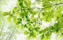 關(guān)愛空巢老人的標(biāo)語集合6篇