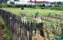 初中英語優(yōu)質(zhì)課評語范文(精選6篇)
