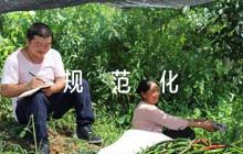 黨支部標(biāo)準(zhǔn)化規(guī)范化建設(shè)自查報告范文(精選6篇)