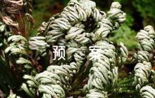 護士科室火災應急預案六篇