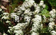 如何發(fā)揮黨委會(huì)在企業(yè)中“把方向、管大局、保落實(shí)”作用篇集合11篇
