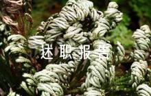 人大履職述職報告九篇
