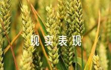 政治立場(chǎng)堅(jiān)定現(xiàn)實(shí)表現(xiàn)材料十一篇