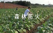 森林防火應(yīng)急預(yù)案3篇
